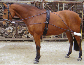 2840070 - Harry's Horse® Longeerhulpteugel.