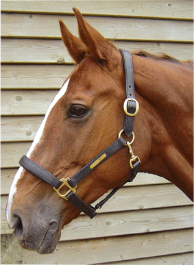 2850020 - Harry's Horse® Lederen halster 'Bronze line'